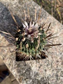 Stenocactus erectocentrus